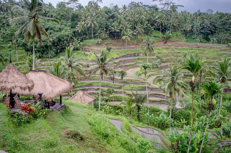 Rice terraces in Bali, watered through the traditional subak system of shared irrigation.