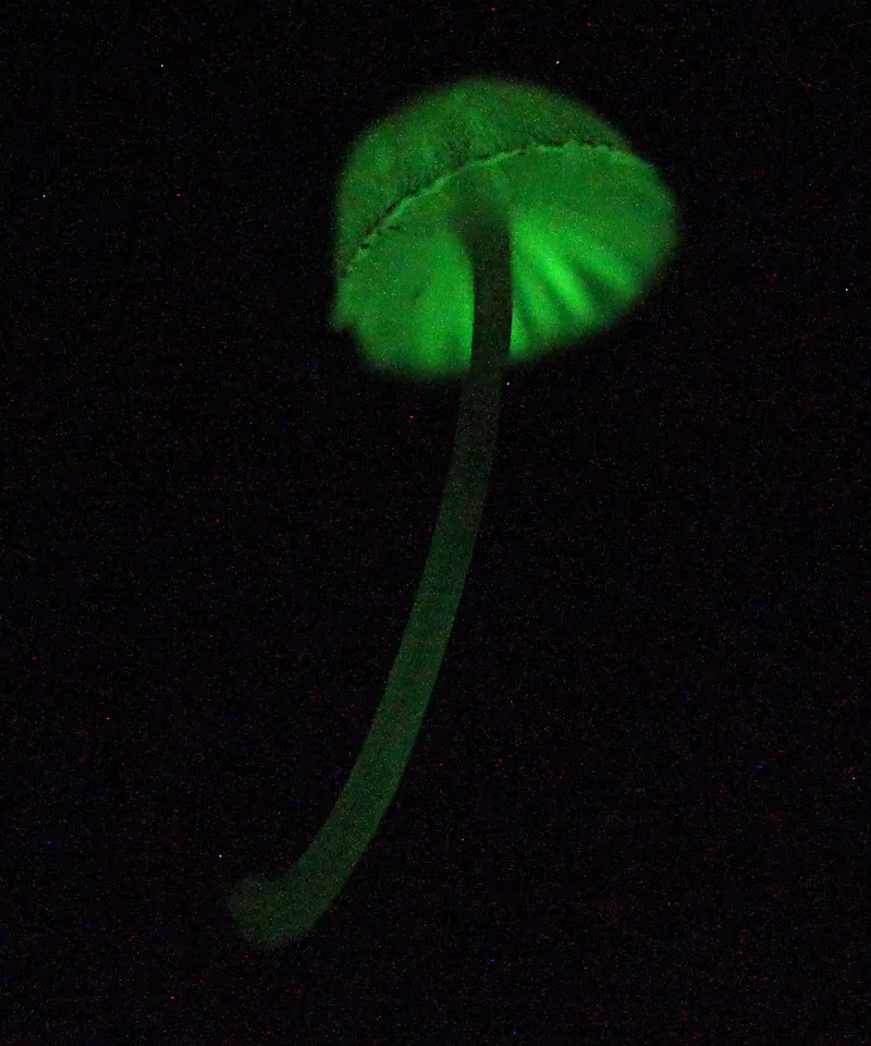 A small mushroom of the genus Mycena. Some Mycena species glow in the dark.