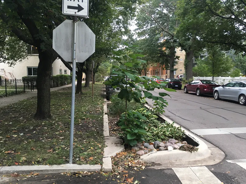 A bioswale: a planted channel beside a street that catches and filters storm water.