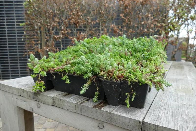 A tray of sedum plants, a common choice for green roofs because they survive drought.