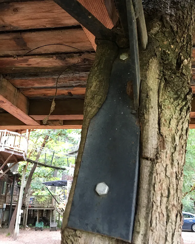 A steel treehouse support that the tree has slowly grown around.