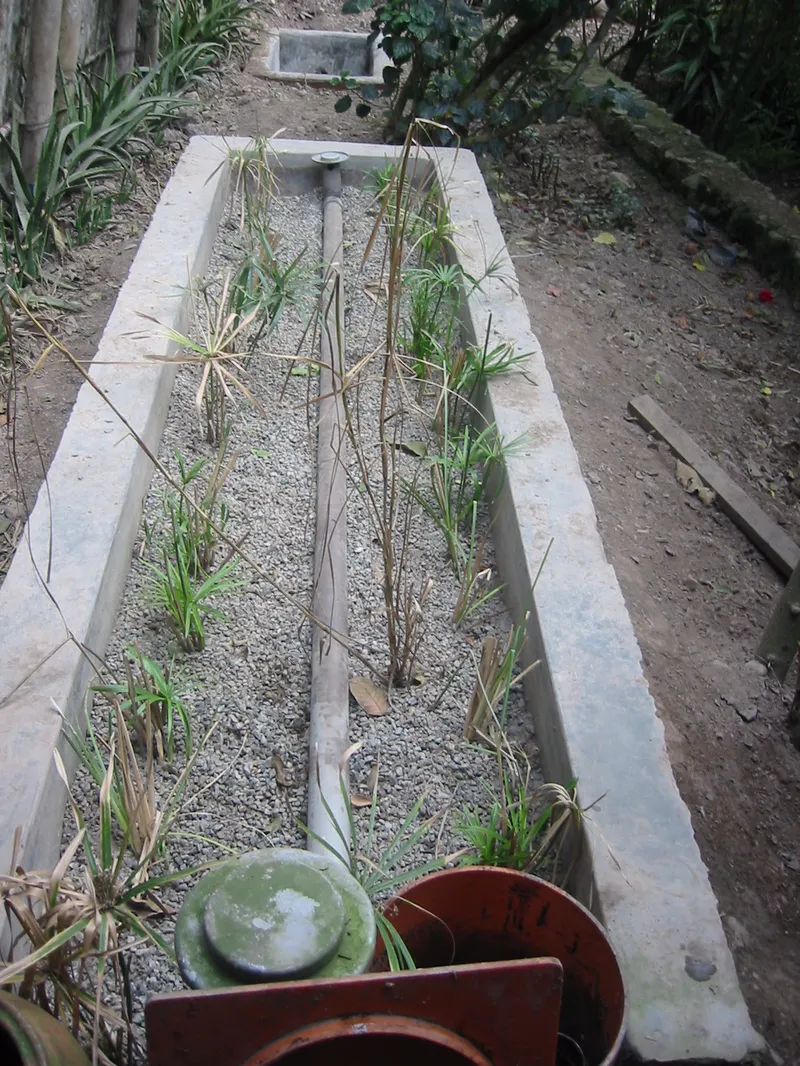 A reed bed: a constructed wetland where water flows through gravel among the roots of reeds.