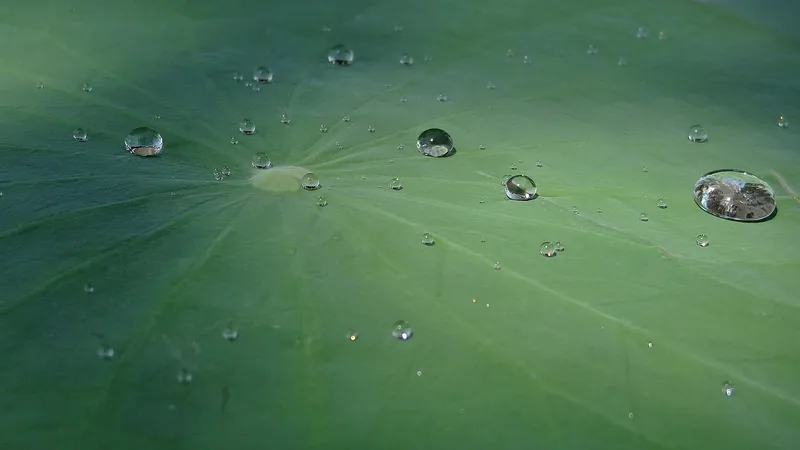 Water droplets beading on a lotus leaf: the "lotus effect" keeps the leaf clean.
