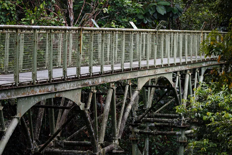 A canopy walkway at the Rainforest Discovery Centre in Sepilok, Sabah, Malaysia.
