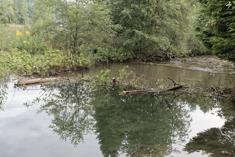A beaver dam holding back a stream in Poland. Beaver ponds store water and create wetlands.
