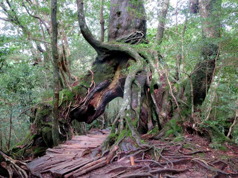An ancient Japanese cedar in a forest in Japan.
