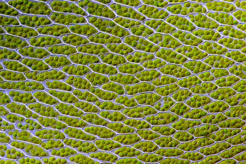 Leaf cells of a moss under a microscope. The green specks are chloroplasts, where photosynthesis happens.