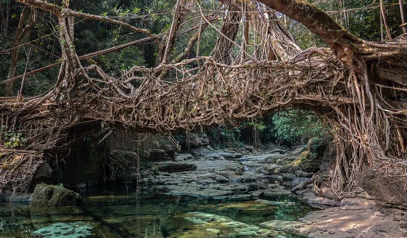 A living root bridge in Meghalaya, India, grown from the aerial roots of rubber fig trees.