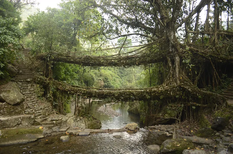 The famous double-decker living root bridge near Nongriat village, Meghalaya.