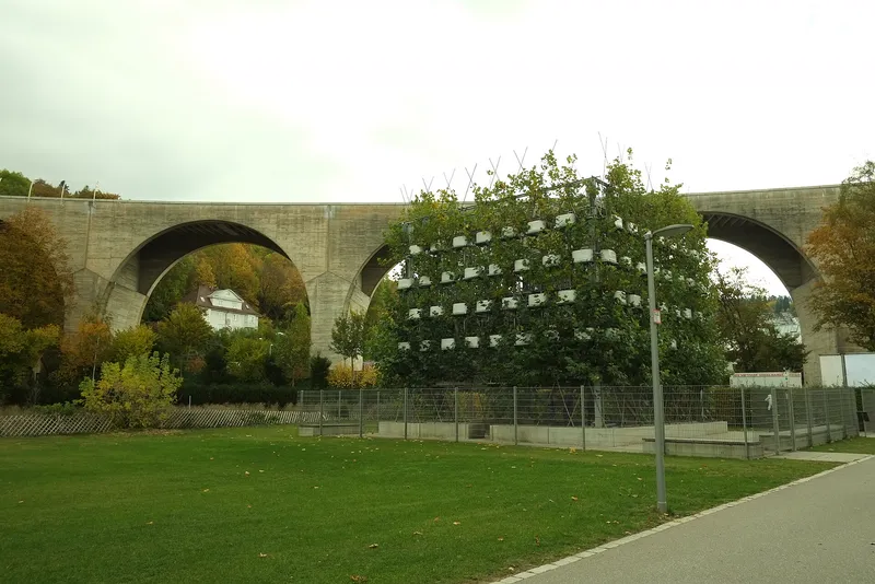 A "plane tree cube" in Germany: a Baubotanik structure where living plane trees are grown and grafted into a building frame.