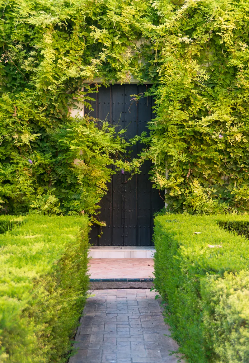 A doorway framed by climbing plants at the Alcázar of Seville, Spain.