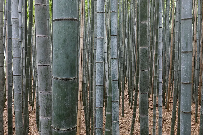 A bamboo forest in Arashiyama, Kyoto. Bamboo is a giant, fast-growing grass.