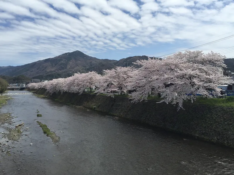 Cherry blossom in Kyoto, Japan, where blossom dates have been recorded for centuries.