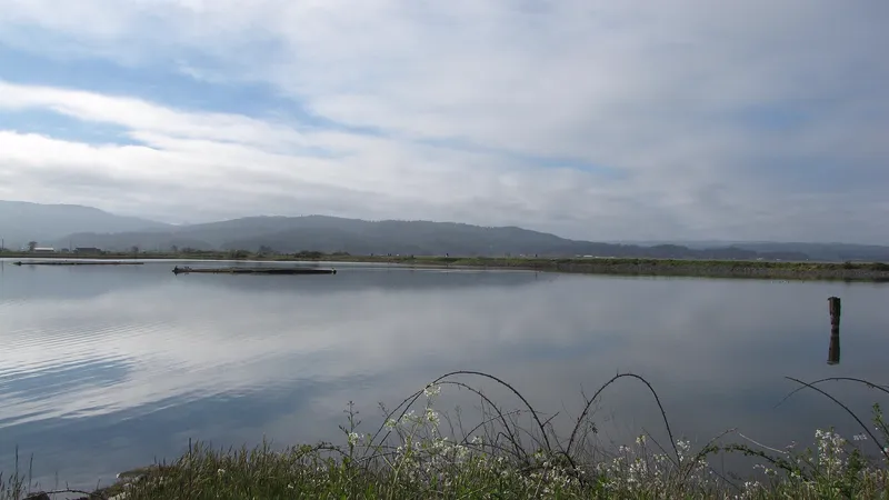 Arcata Marsh in California, where marshes help clean the town's wastewater and provide a wildlife sanctuary.
