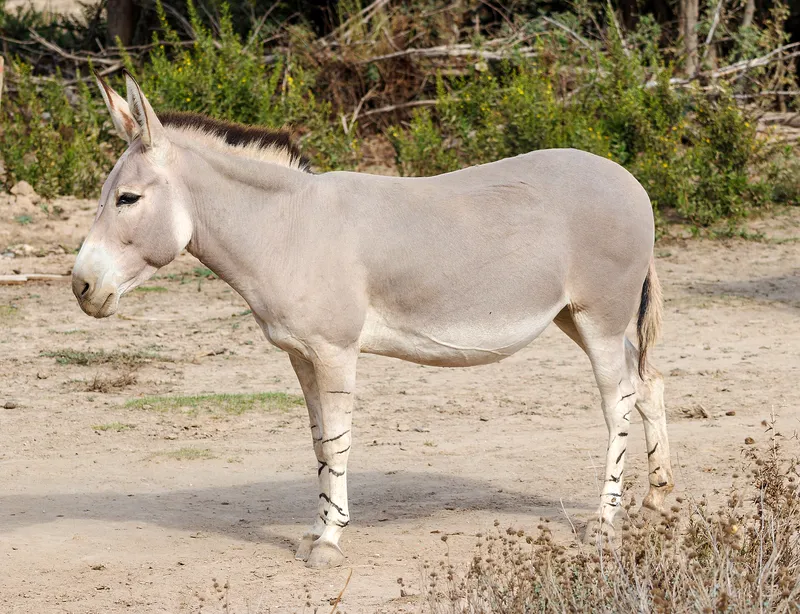 A Somali wild ass, one of the last wild relatives of the donkey, at a wildlife park in France.