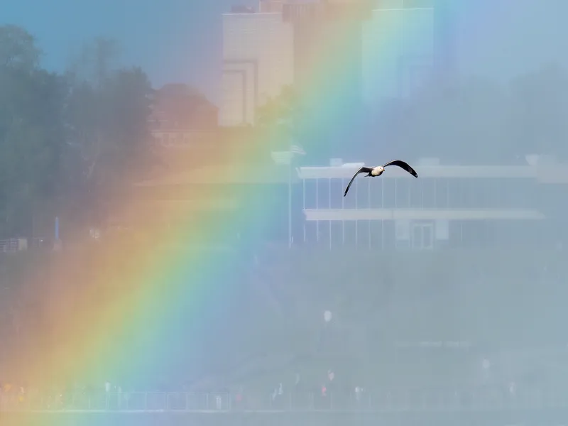 A rainbow after the rain, with a gull flying past.